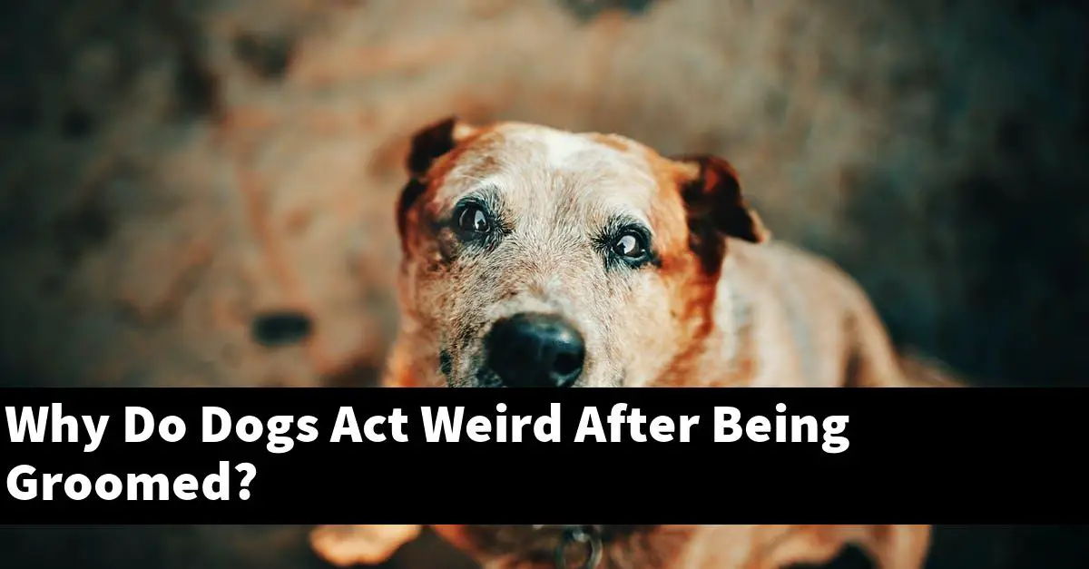 Why Do Dogs Act Weird After Being Groomed?