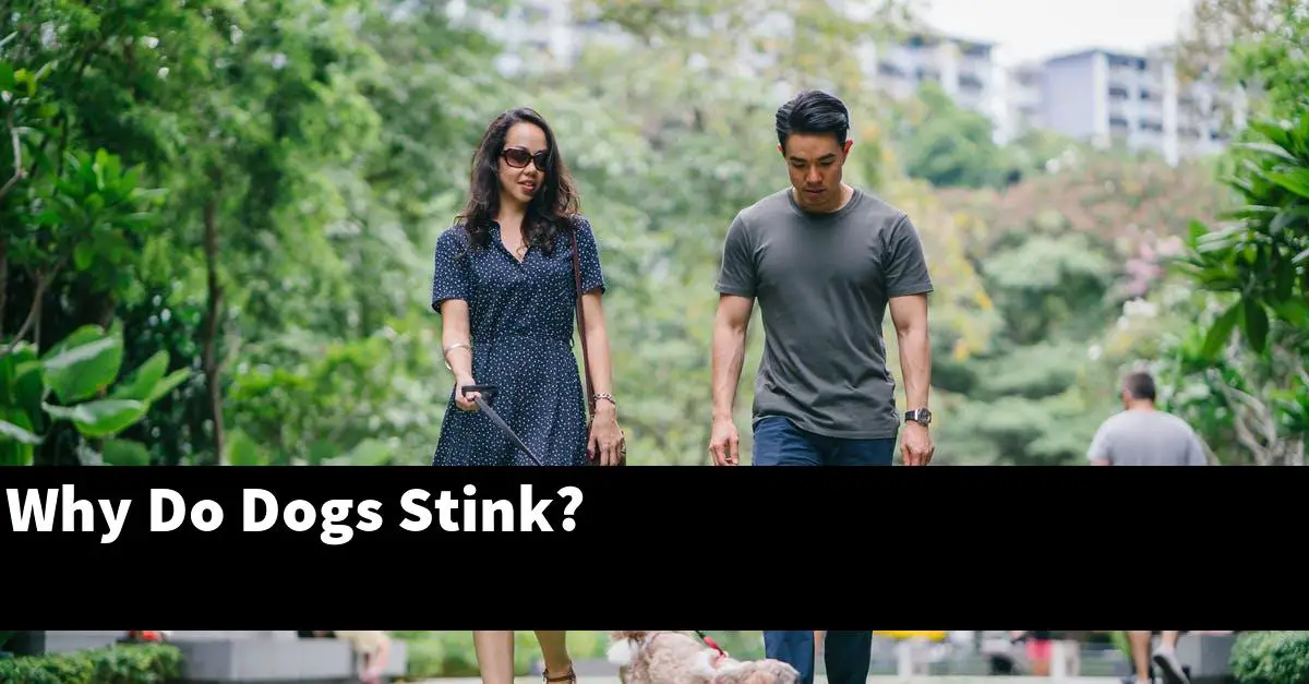 Why Do Dogs Stink?