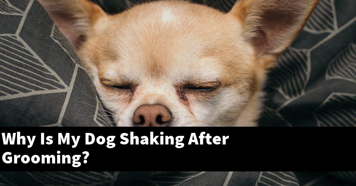 Why Is My Dog Shaking After Grooming?